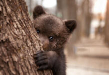 Découvrez l’histoire bouleversante de Napa, l’ours du cirque qui a retrouvé sa liberté. Napa, l'ours majestueux, marchant librement dans une forêt après sa libération du cirque.