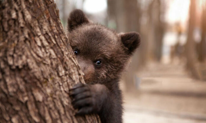 Napa, l'ours majestueux, marchant librement dans une forêt après sa libération du cirque.